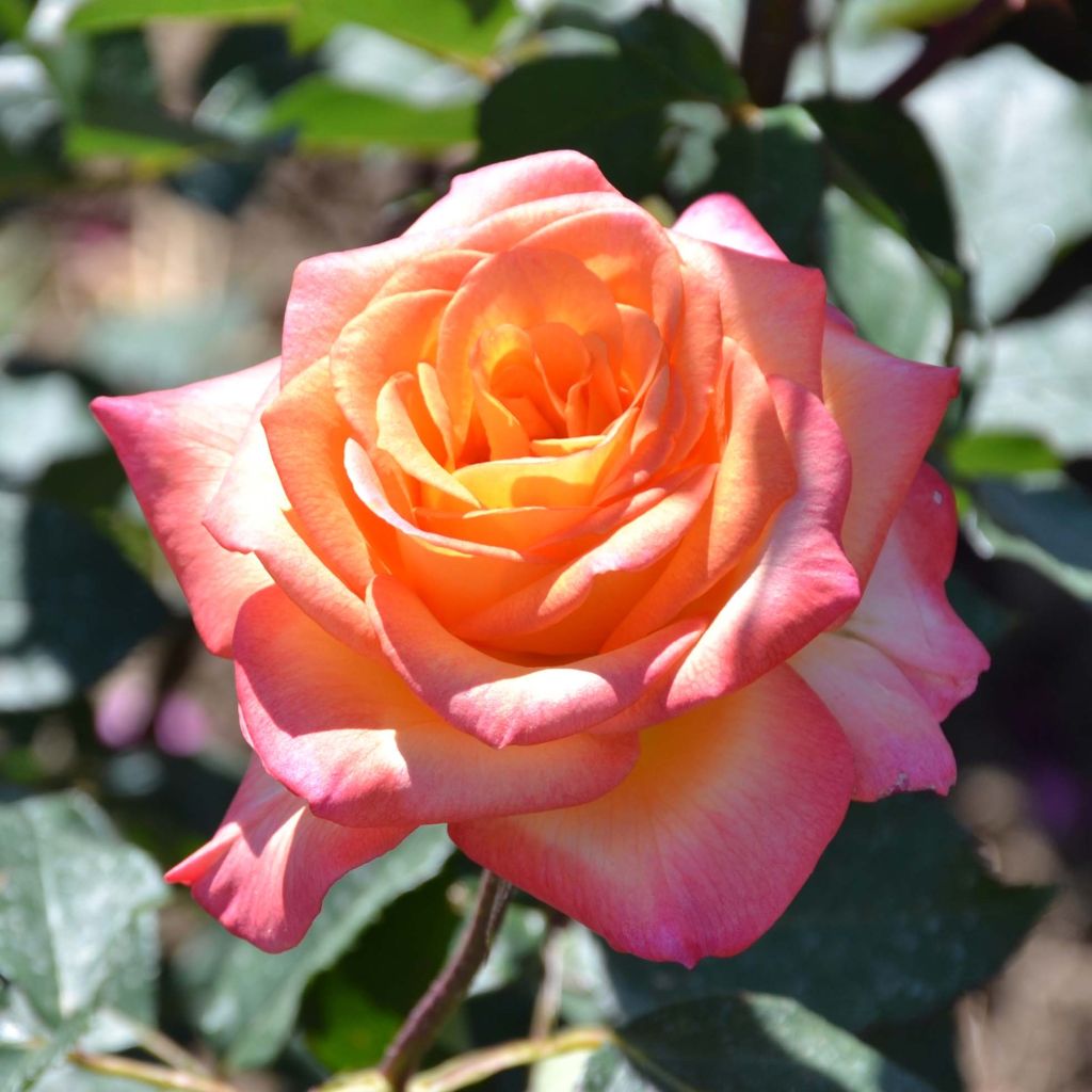 Rosa Generosa Laurent Voulzy - Guillot Rose