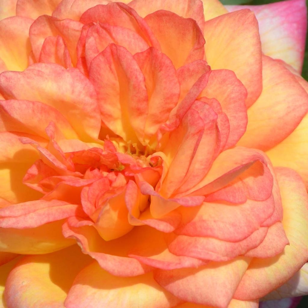 Rosa Generosa Laurent Voulzy - Guillot Rose