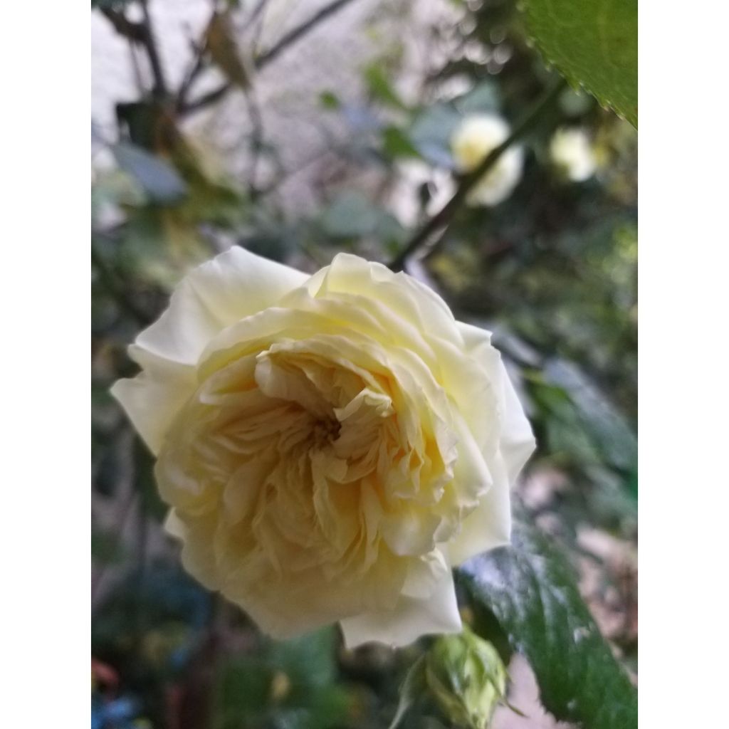 Rosa Generosa Nelson Monfort - Guillot Rose