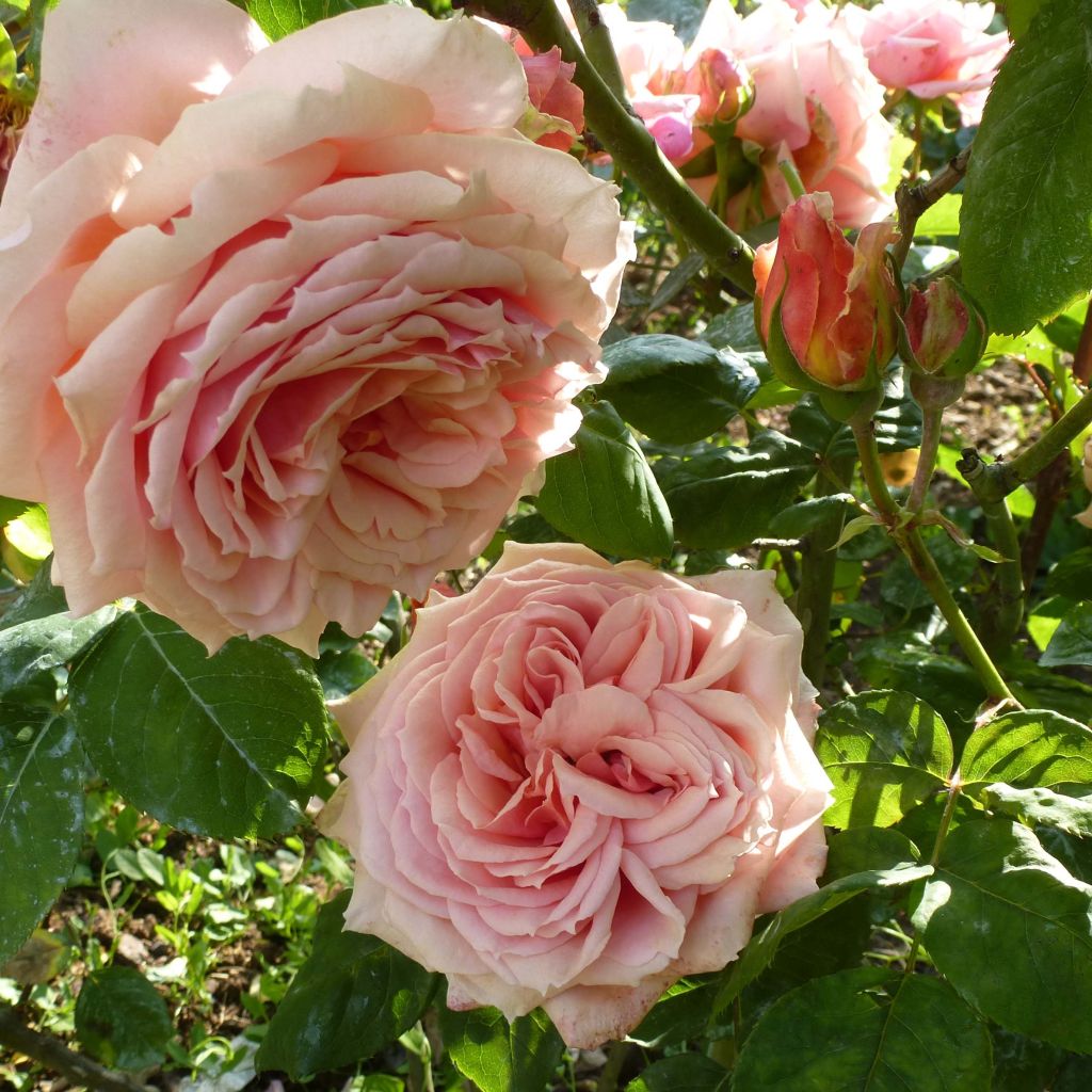 Rosa Generosa Paul Bocuse - Guillot Rose