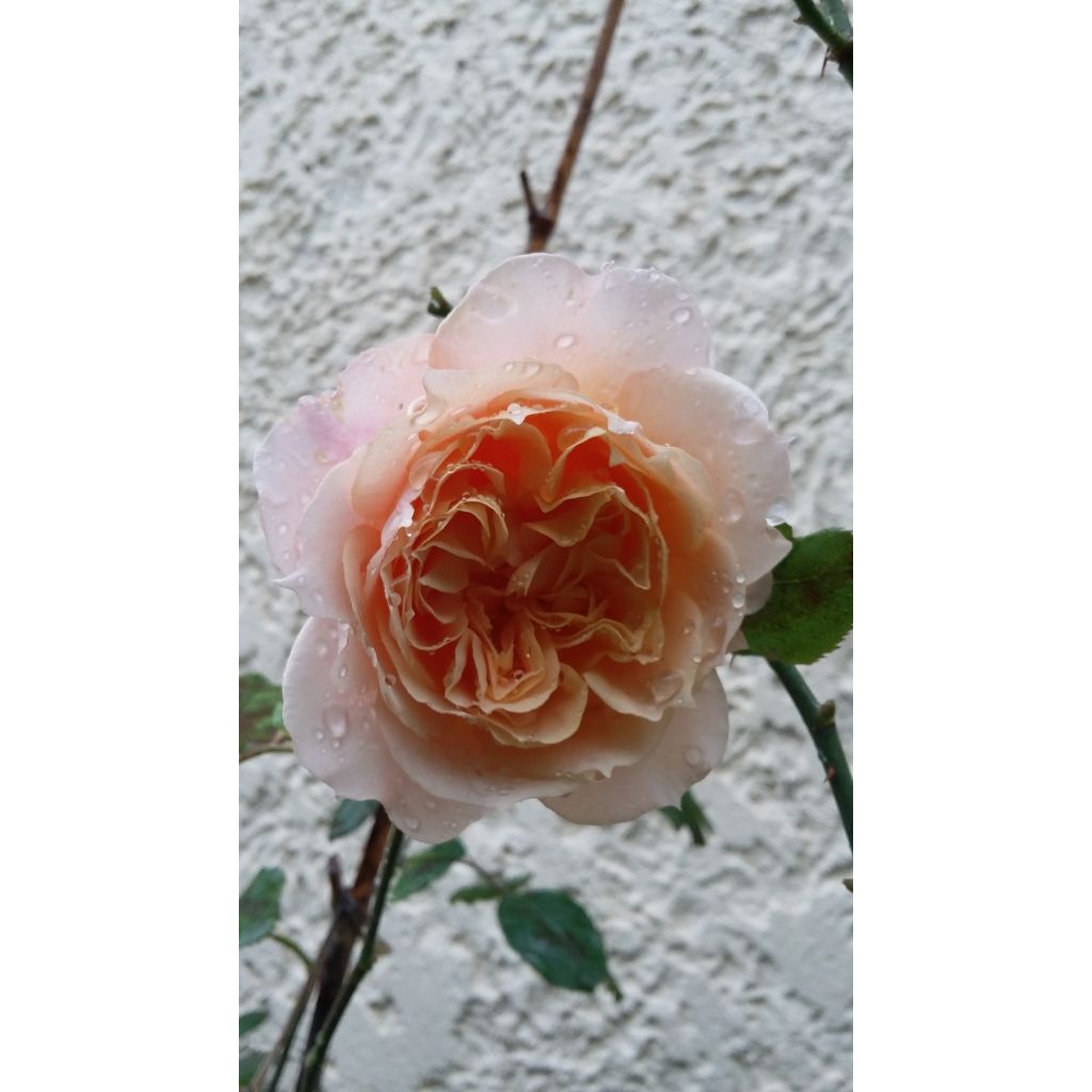 Rosa Generosa Paul Bocuse - Guillot Rose