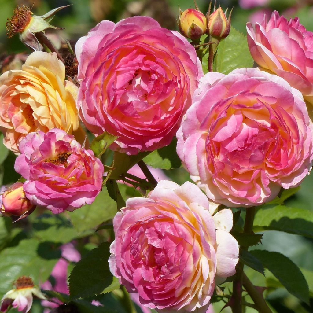 Rosa Generosa Rosomane Janon - Guillot Rose