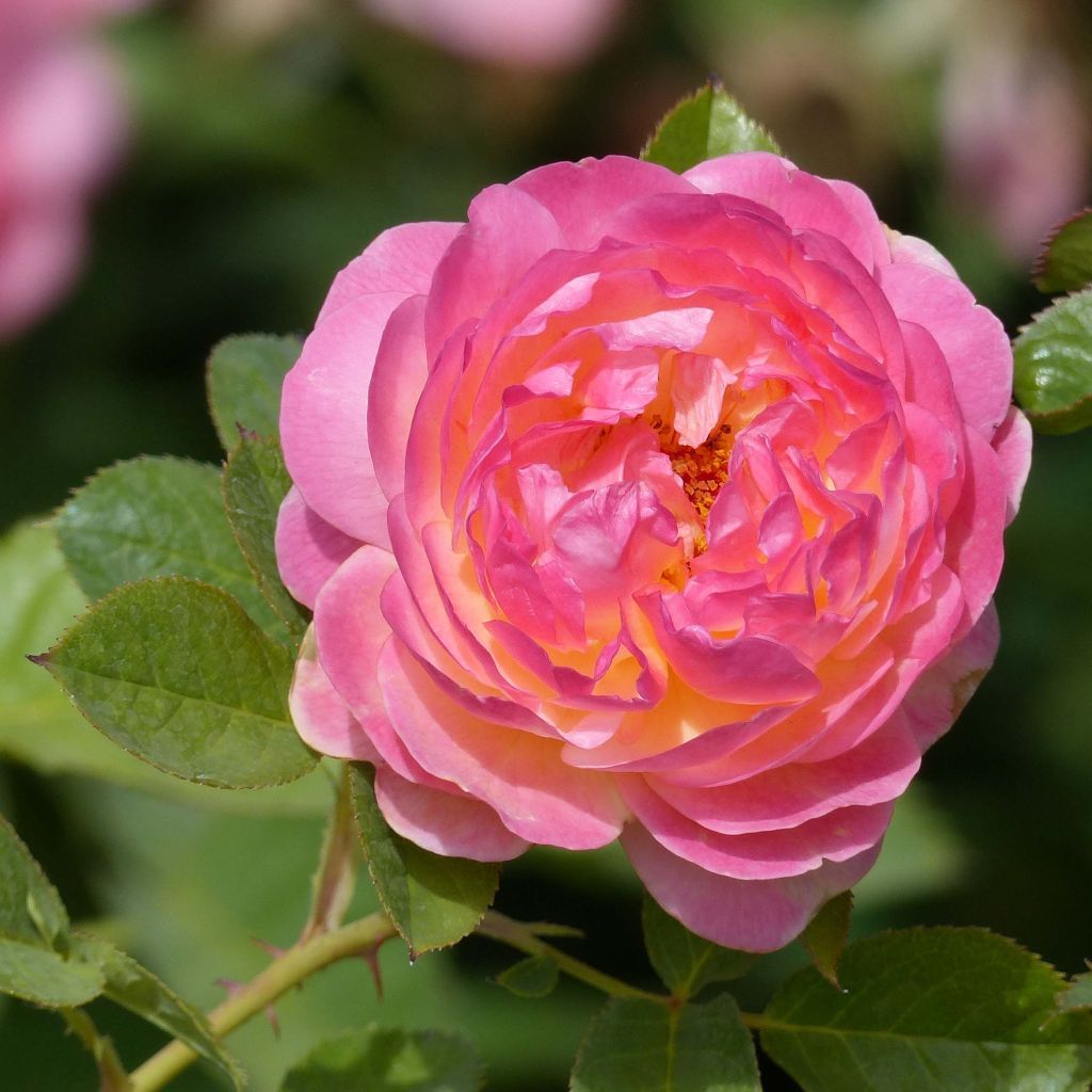 Rosa Generosa Rosomane Janon - Guillot Rose