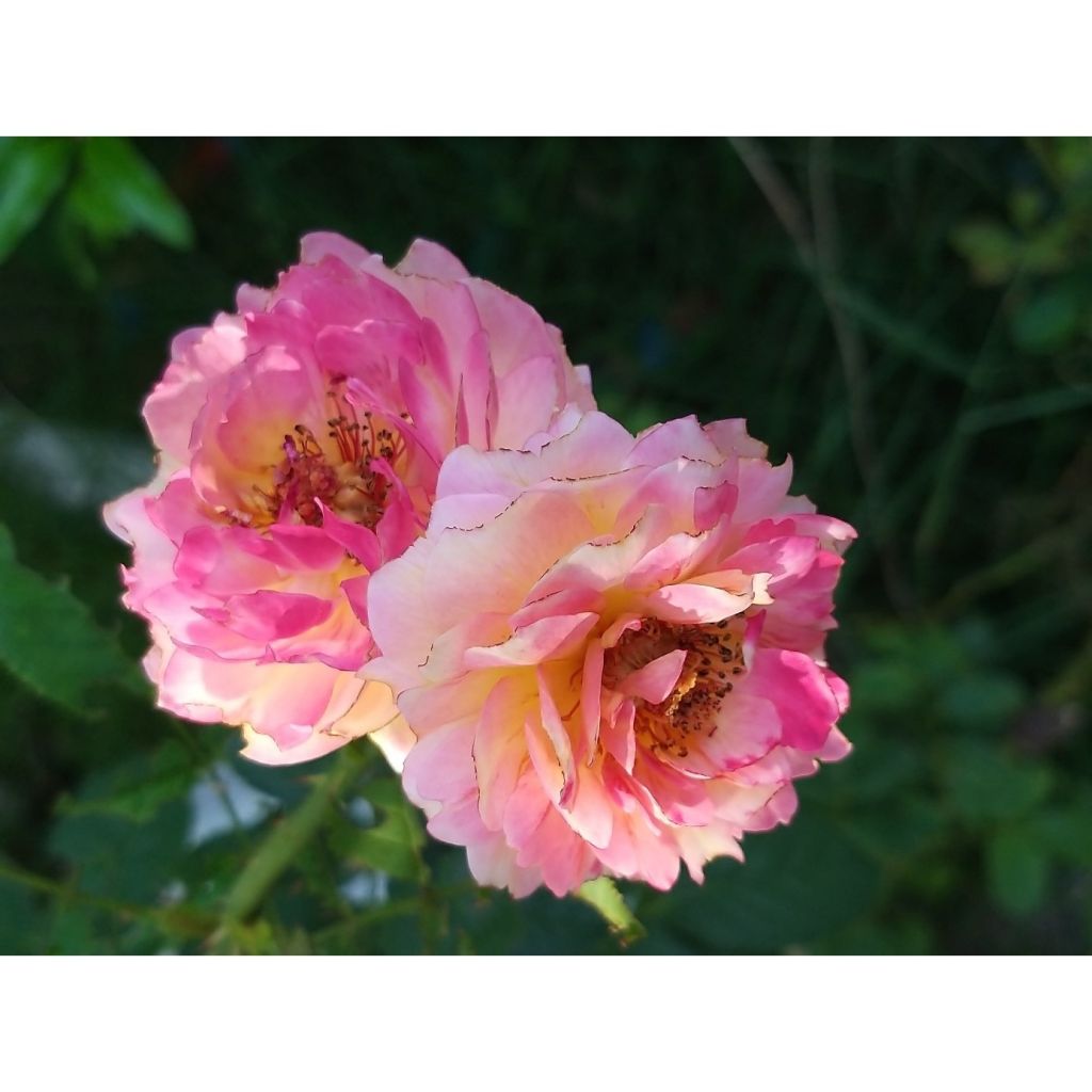 Rosa Generosa Rosomane Janon - Guillot Rose