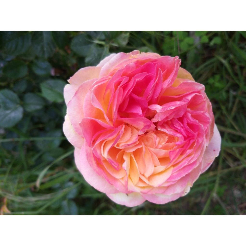 Rosa Generosa Rosomane Janon - Guillot Rose