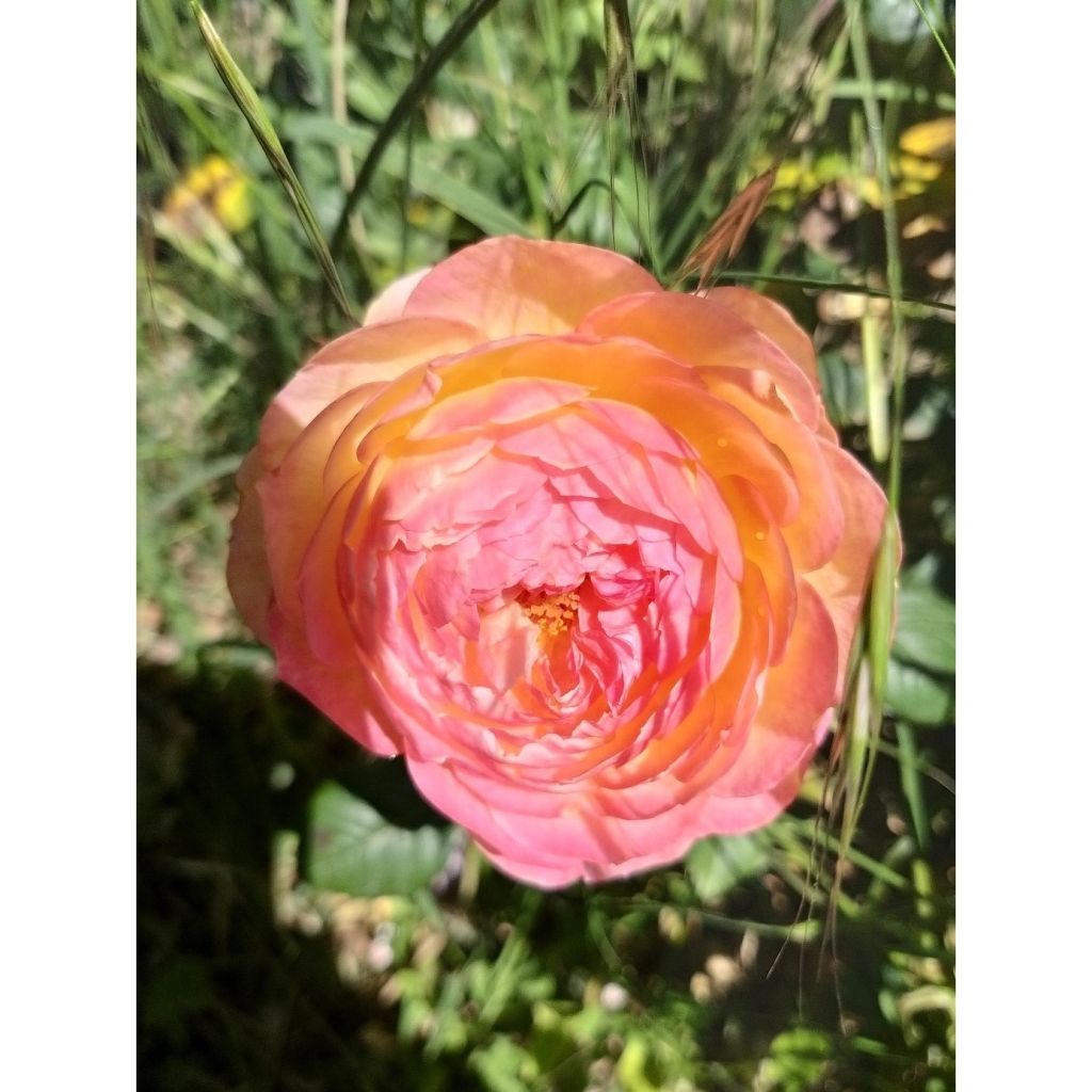 Rosa Generosa Rosomane Janon - Guillot Rose