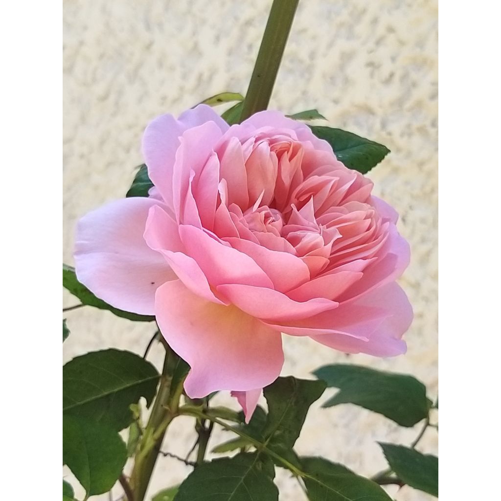 Rosa Generosa Sonia Rykiel - Guillot Rose