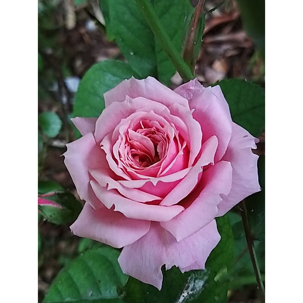 Rosa Generosa William Christie - Guillot Rose