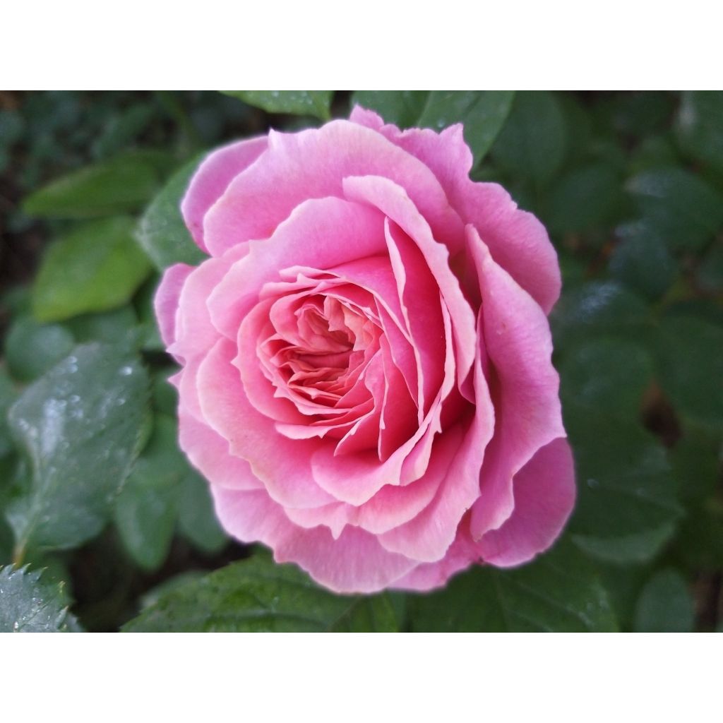 Rosa Generosa William Christie - Guillot Rose