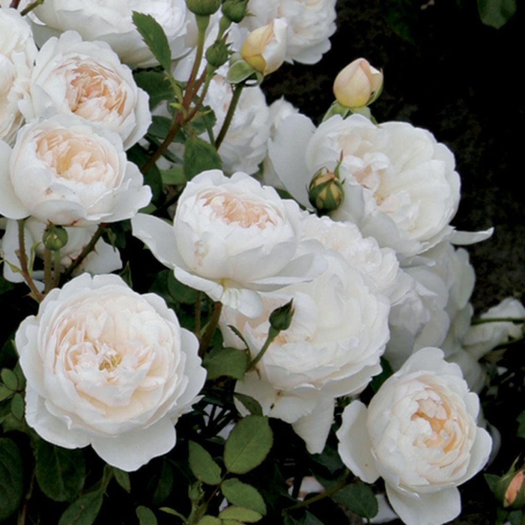 Rosa Glamis Castle - Englische Rose