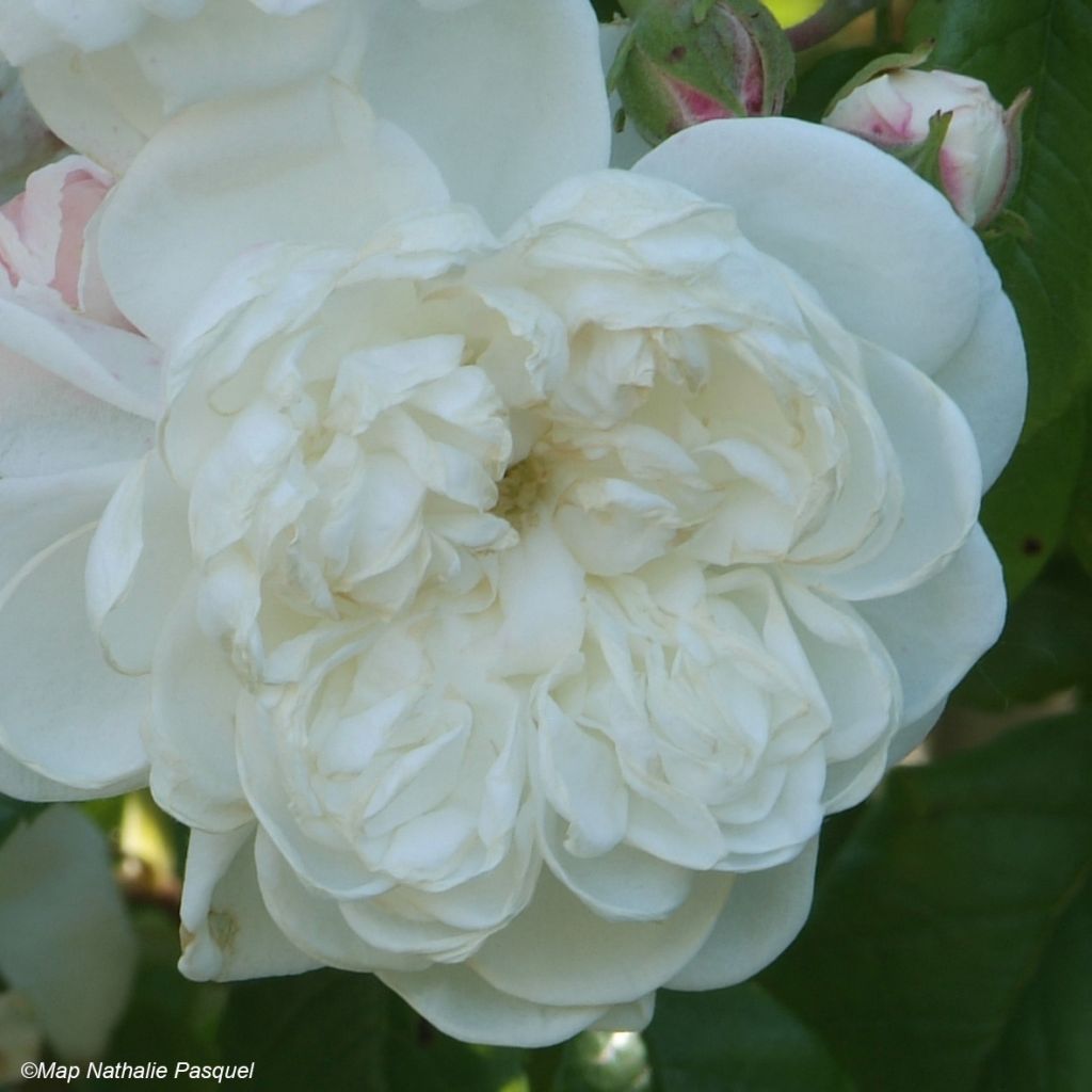 Rosa Aimée Vibert - Kletterrose