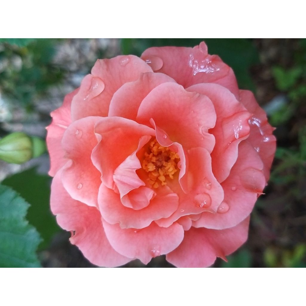 Rosa Alibaba - Kletterrose