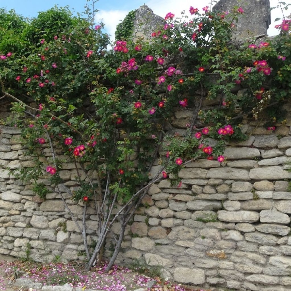 Rosa wichurana American Pillar - Kletterrose