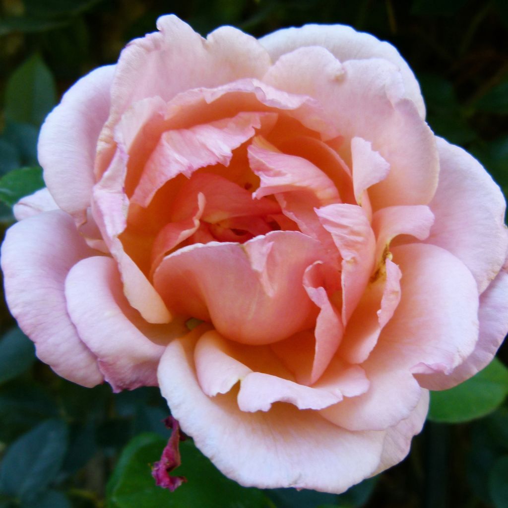 Rosa Compassion - Kletterrose