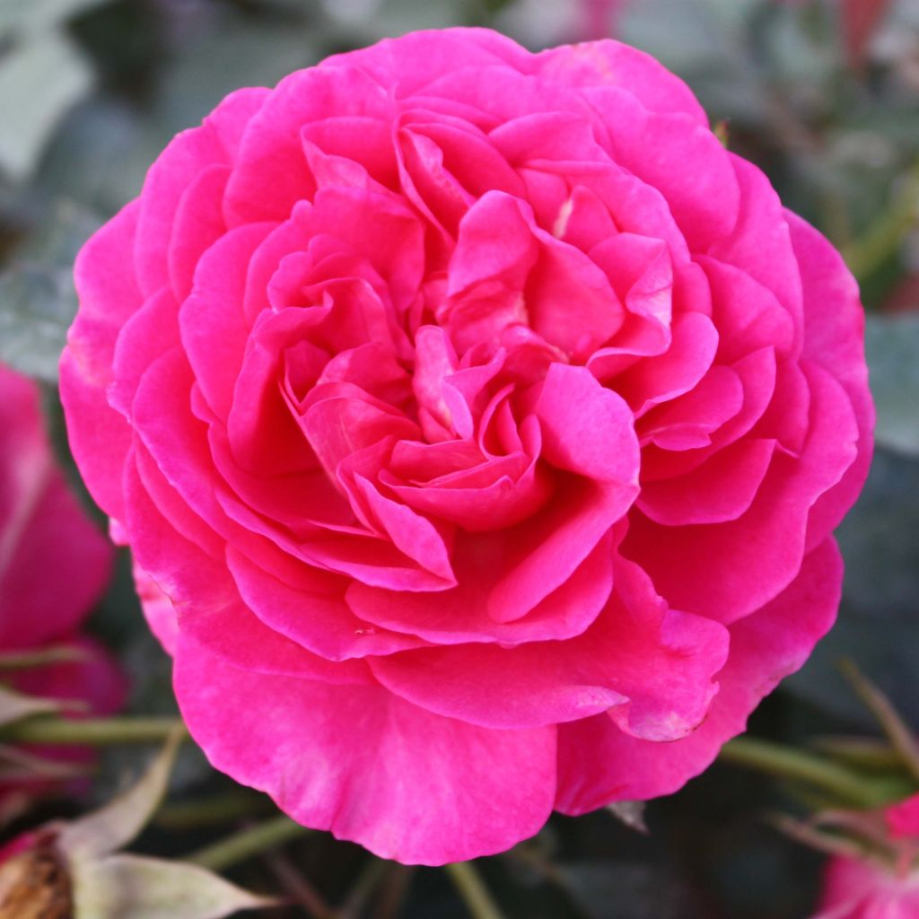 Rosa wichuraiana Dorothy Perkins - Kletterrose