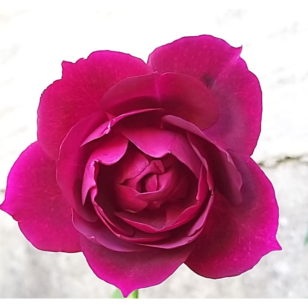 Rosa Etoile de Hollande - Kletterrose