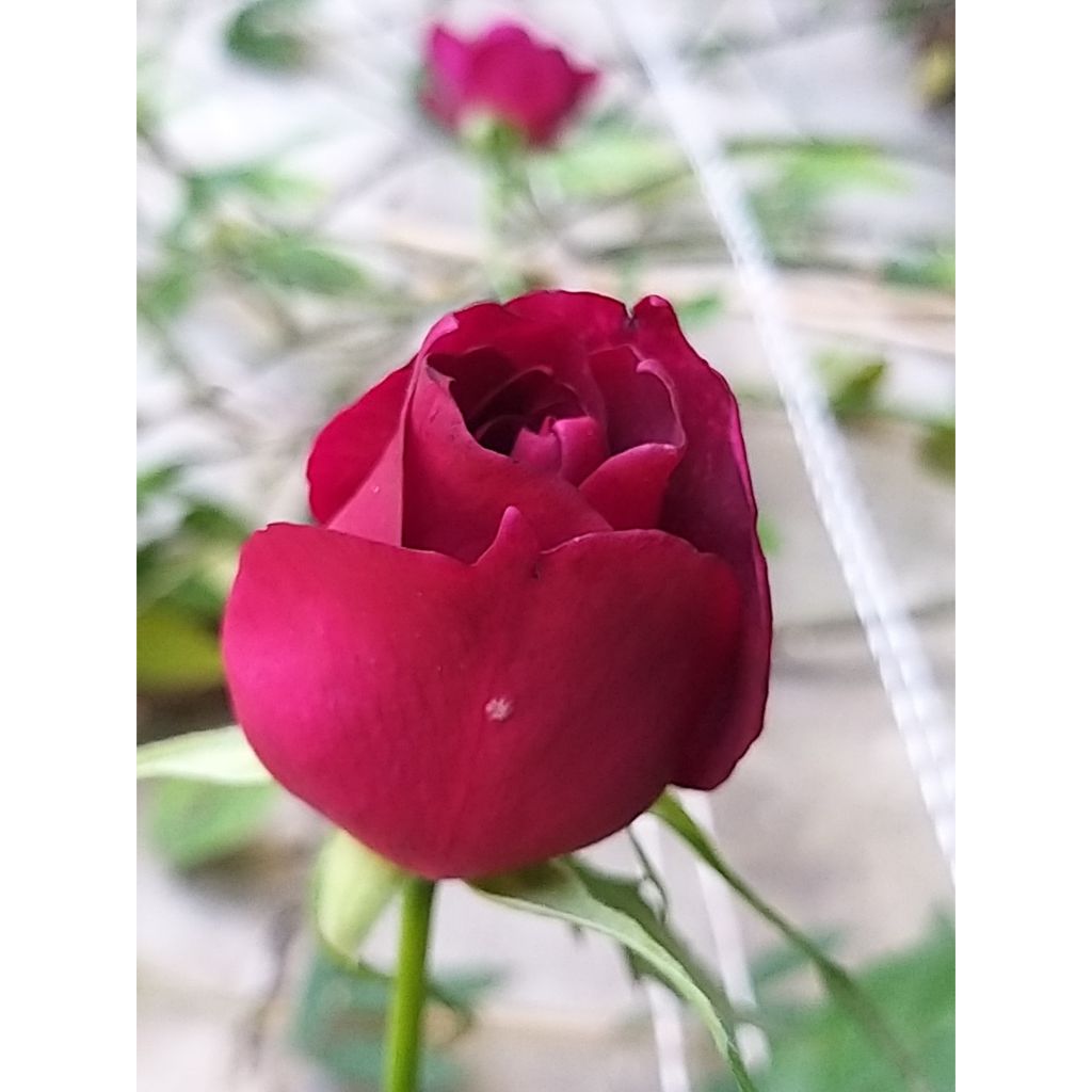 Rosa Etoile de Hollande - Kletterrose