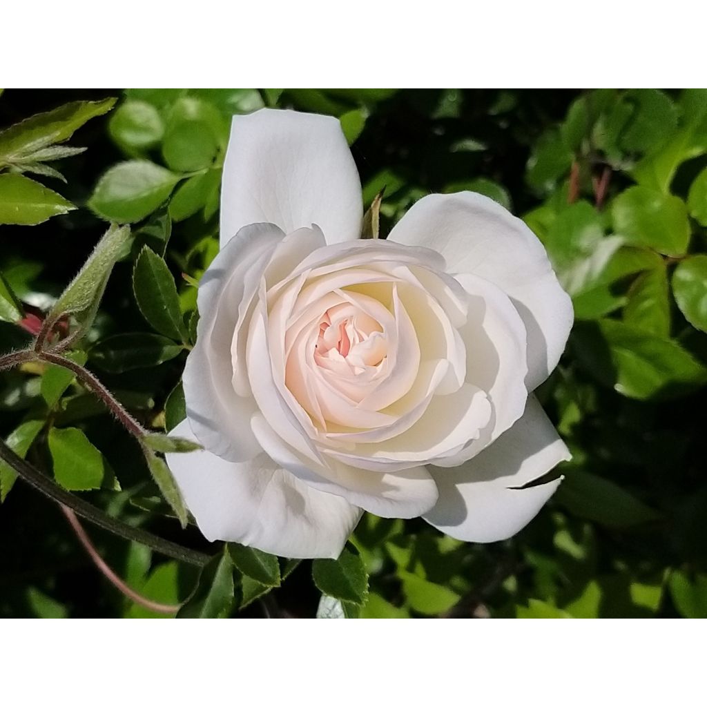 Rosa Climbing Iceberg - Kletterrose