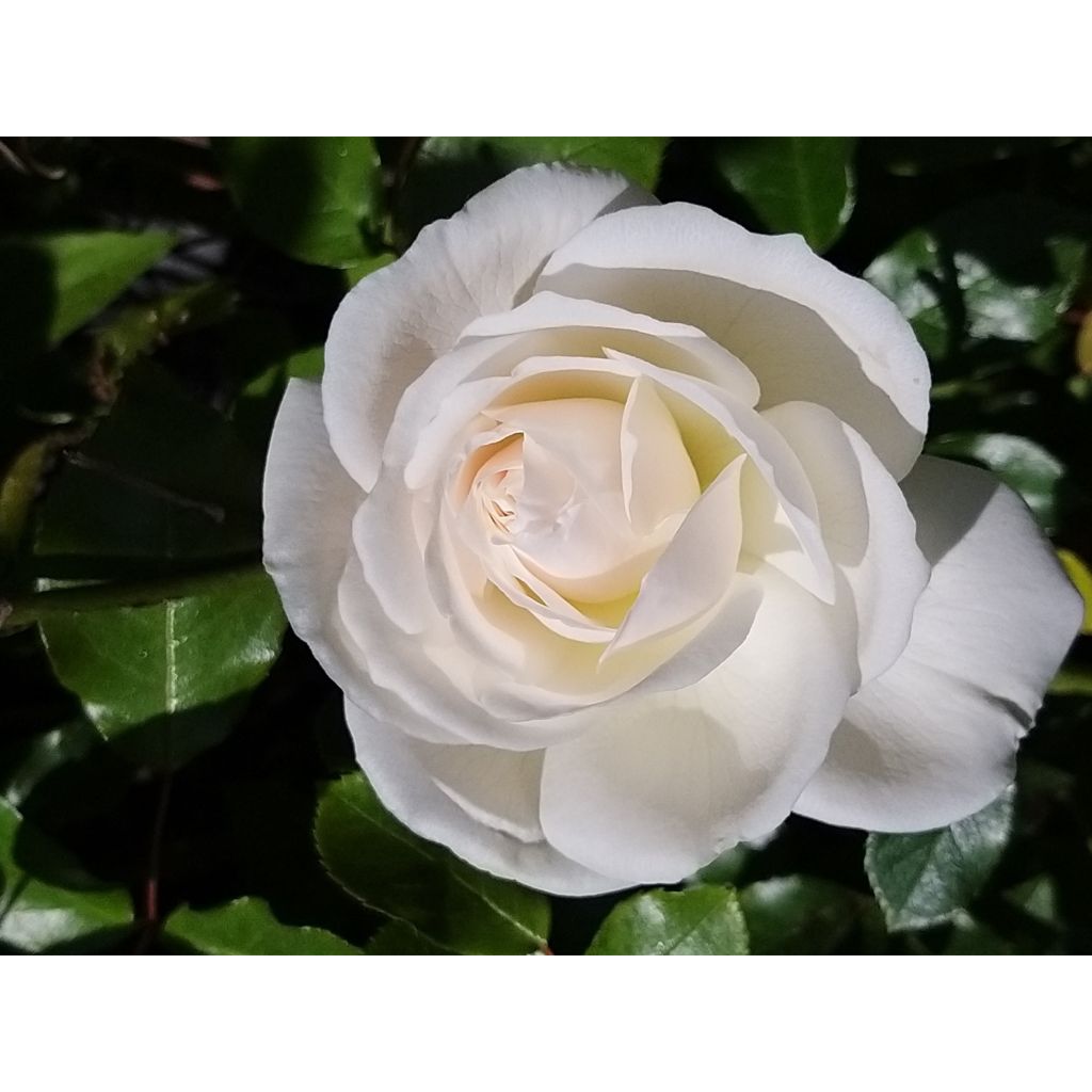 Rosa Climbing Iceberg - Kletterrose