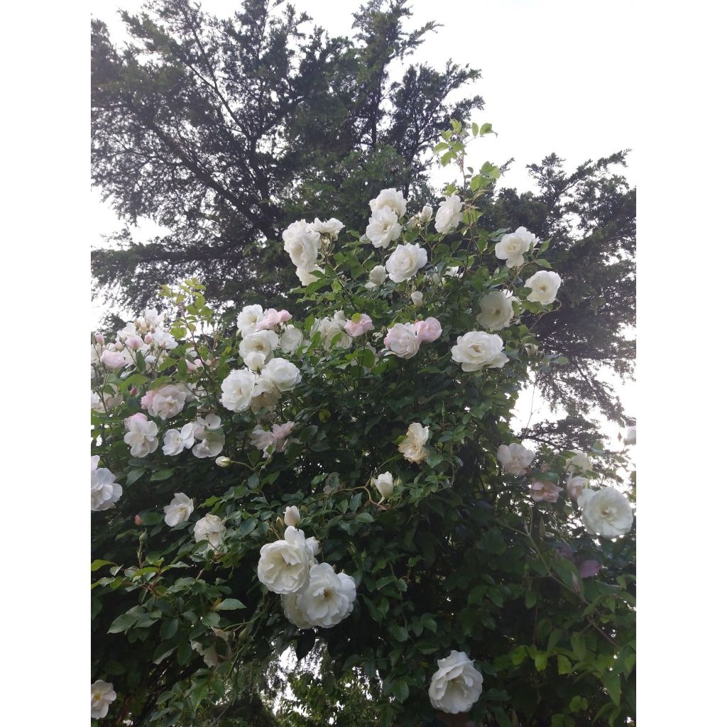 Rosa Climbing Iceberg - Kletterrose