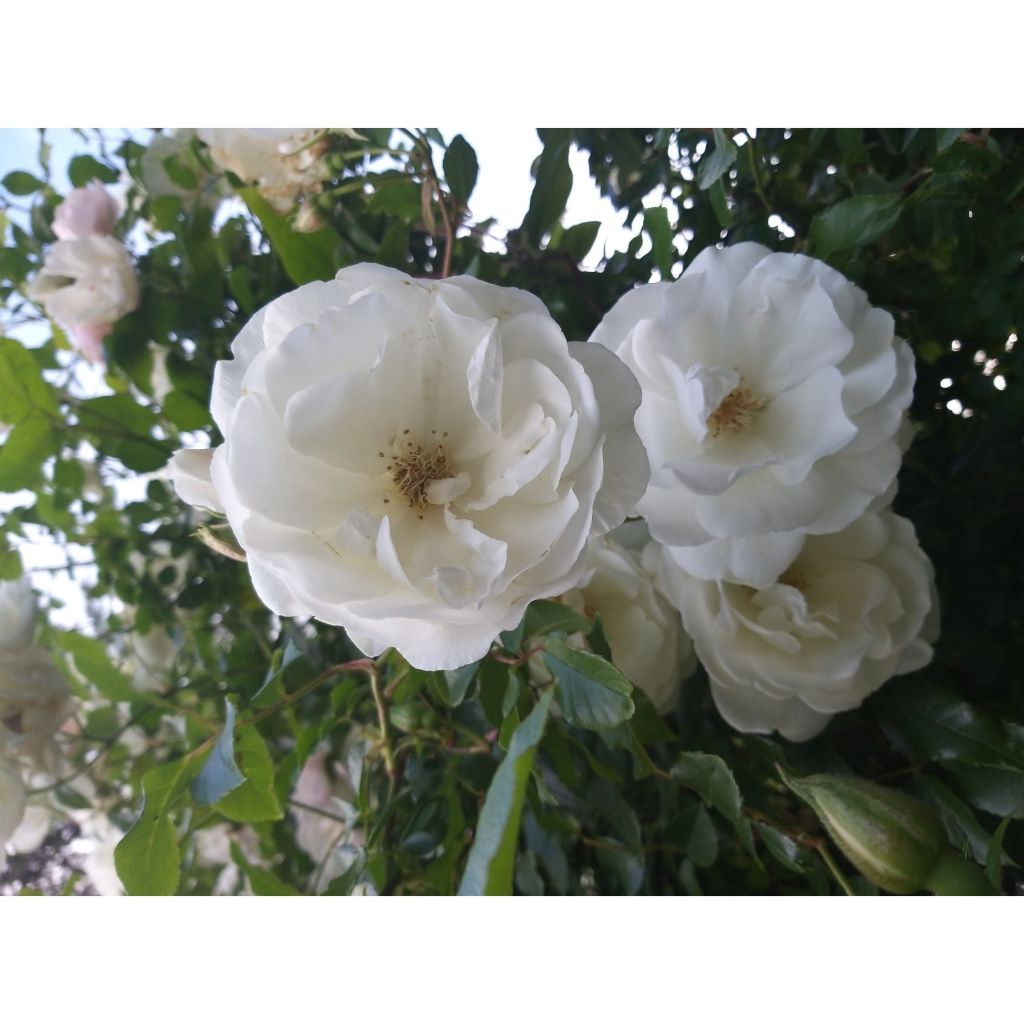 Rosa Climbing Iceberg - Kletterrose