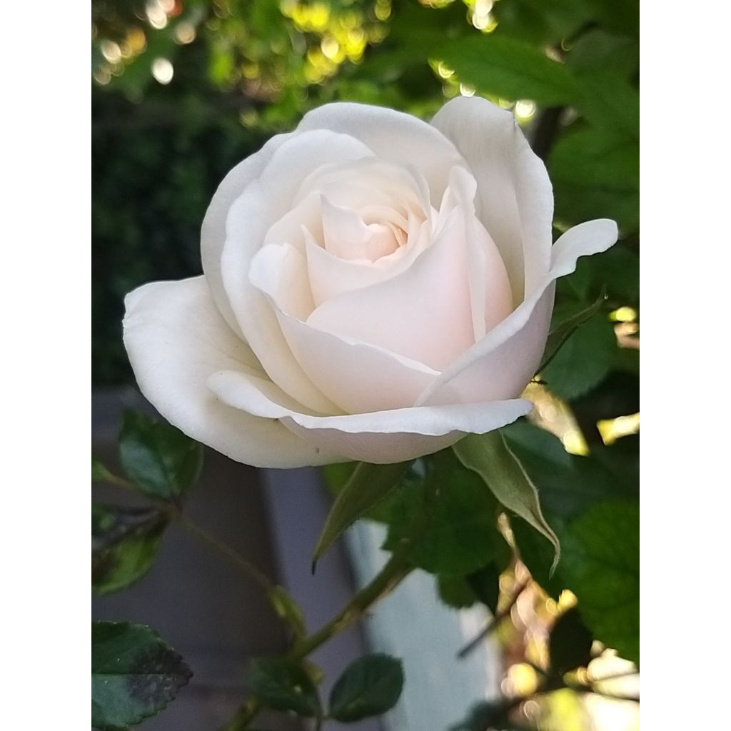 Rosa Climbing Iceberg - Kletterrose