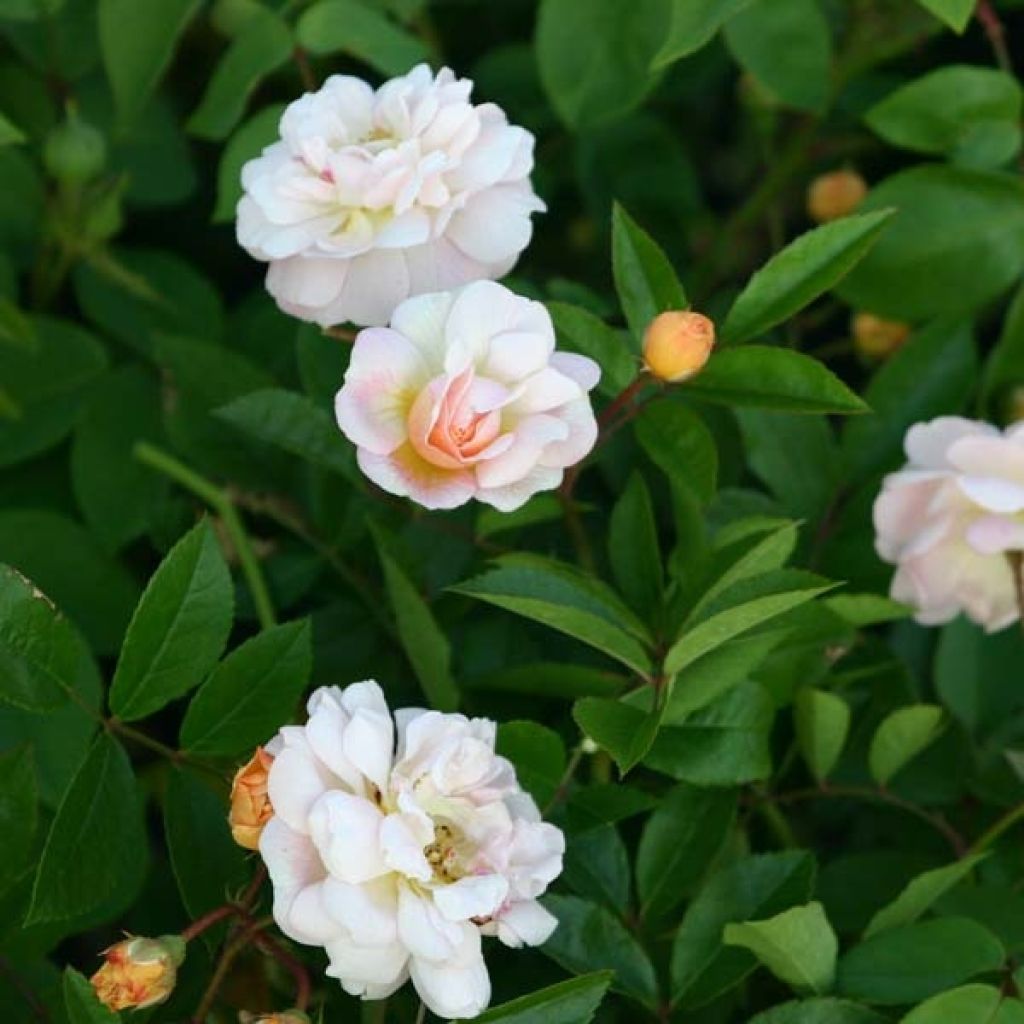 Rosa multiflora Ghislaine de Féligonde - Historische Rose