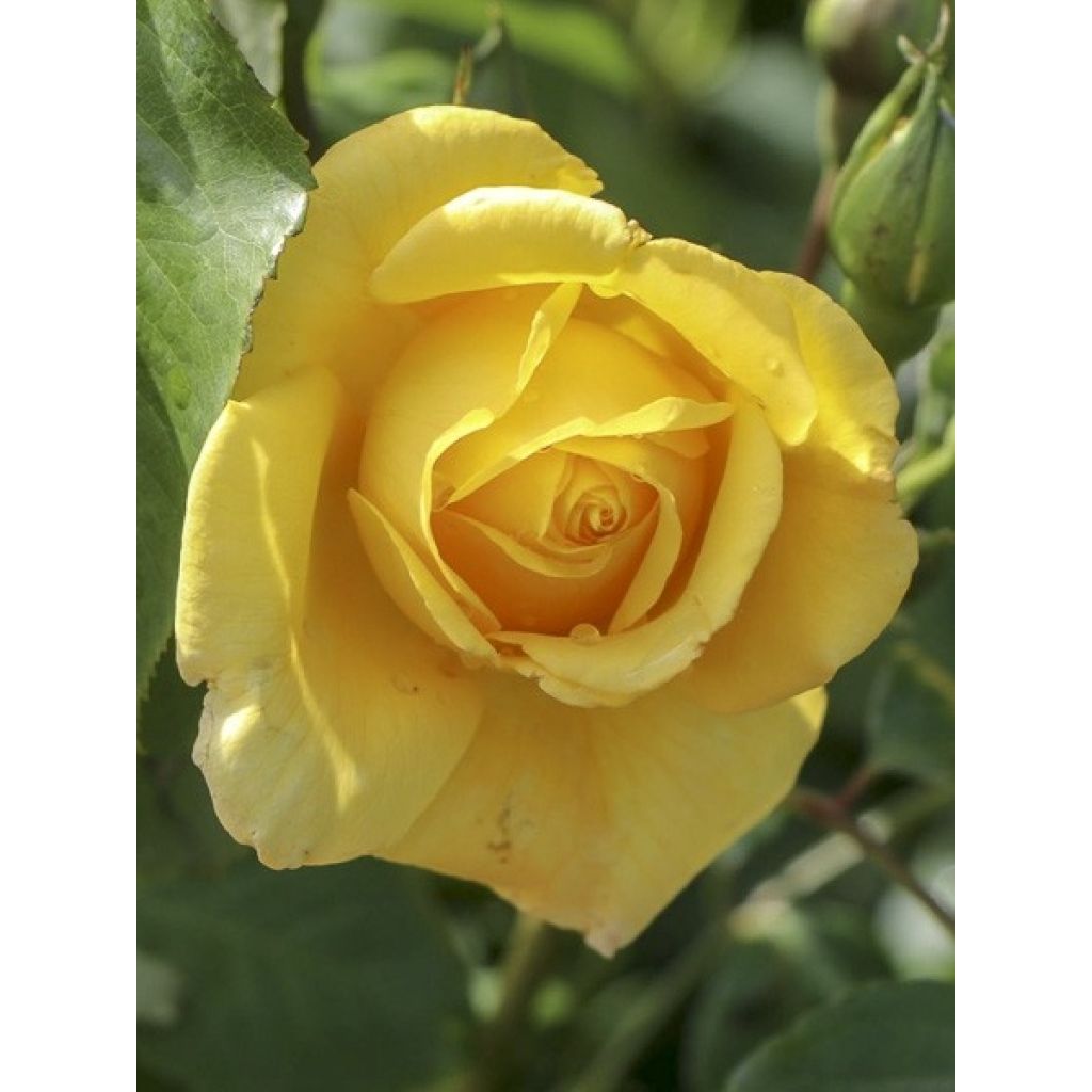 Rosa Climbing Max Golden Gate - Kletterrose