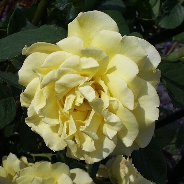 Rosa Climbing Max Golden Gate - Kletterrose