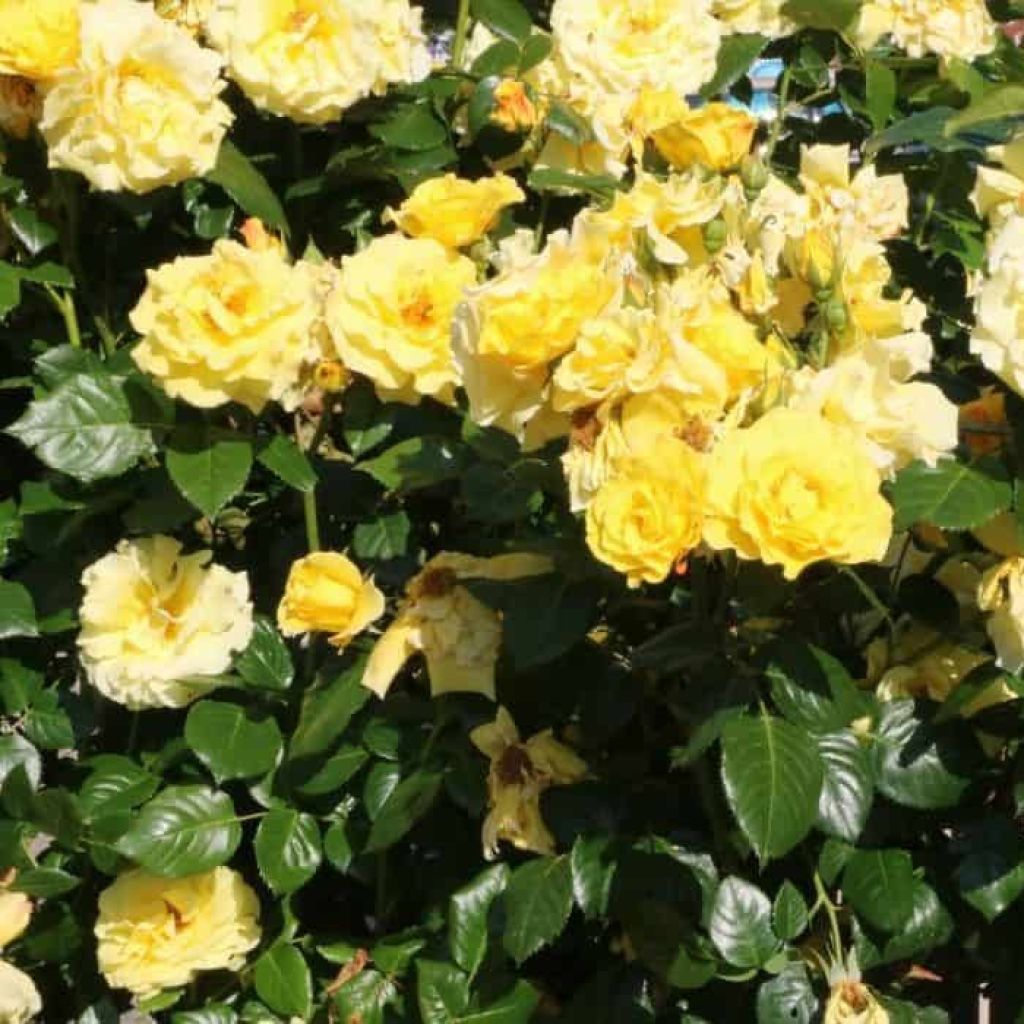 Rosa Golden Showers - Kletterrose