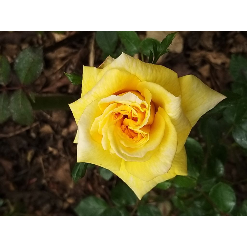 Rosa Goldfassade - Kletterrose