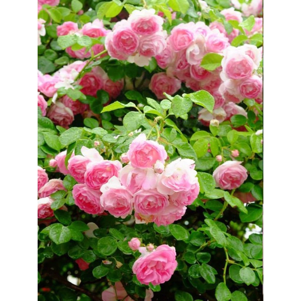 Rosa Climbing Max Jasmina - Kletterrose