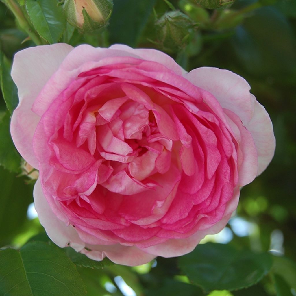 Rosa Climbing Max Jasmina - Kletterrose