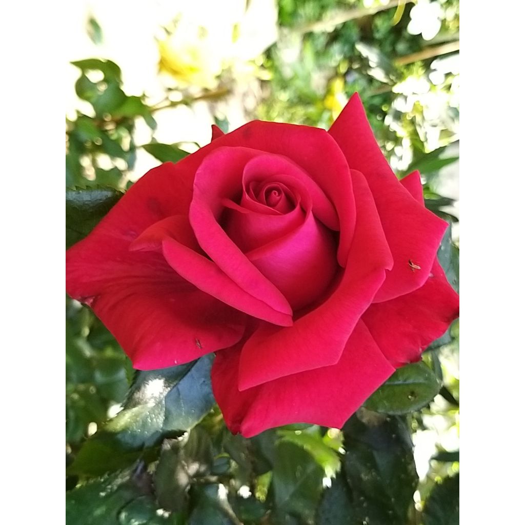 Rosa Le Grand Huit - Kletterrose