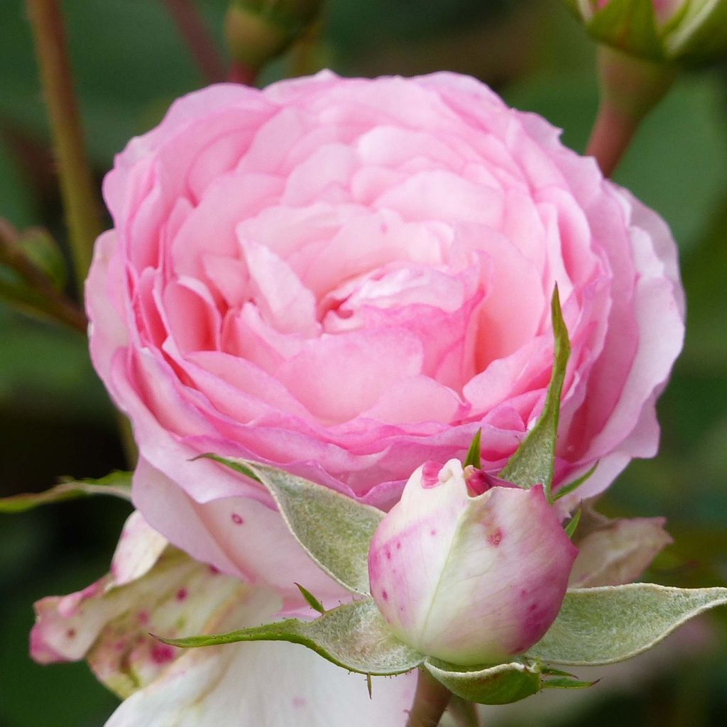 Rosa Mini Eden Rose - Kletterrose