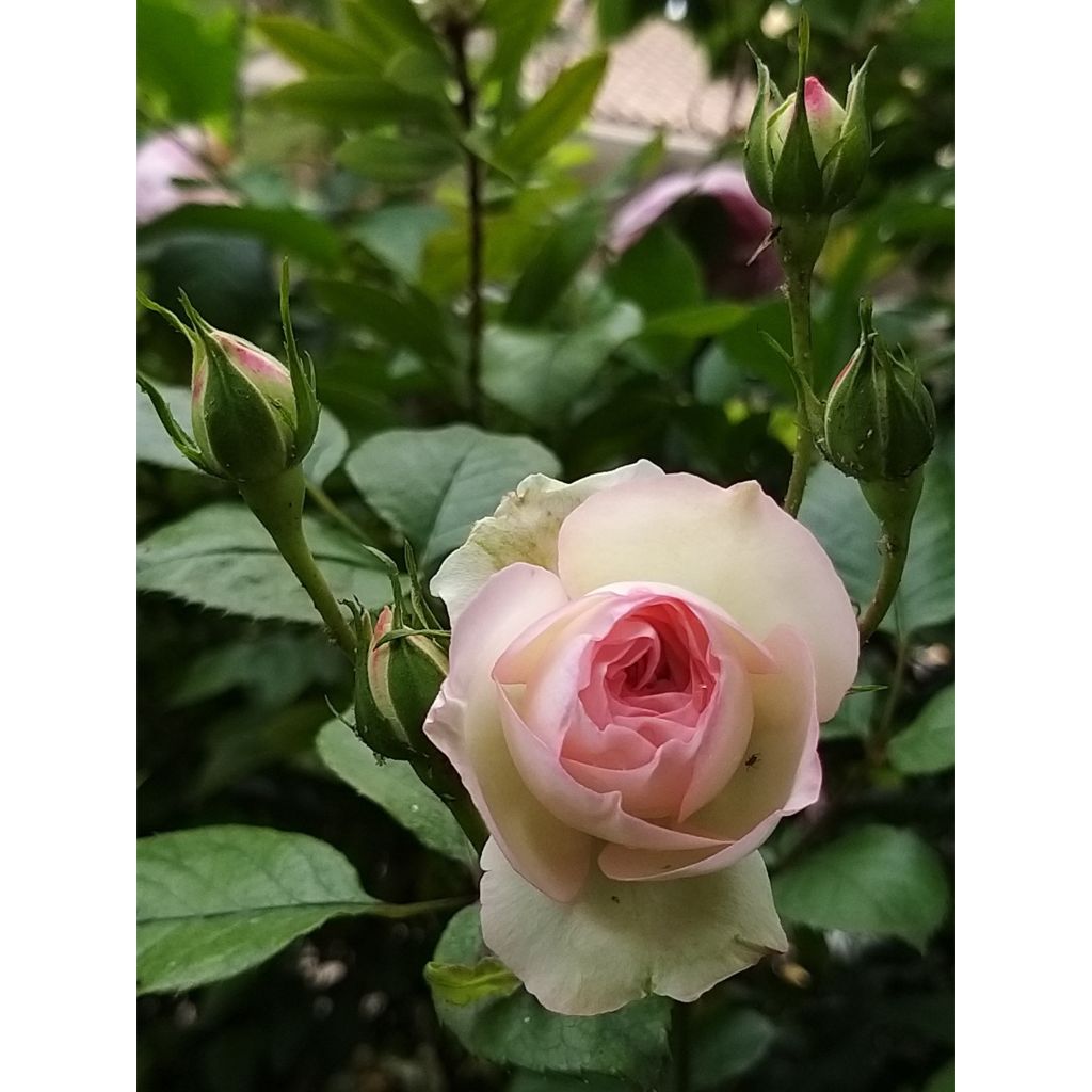 Rosa Mini Eden Rose - Kletterrose