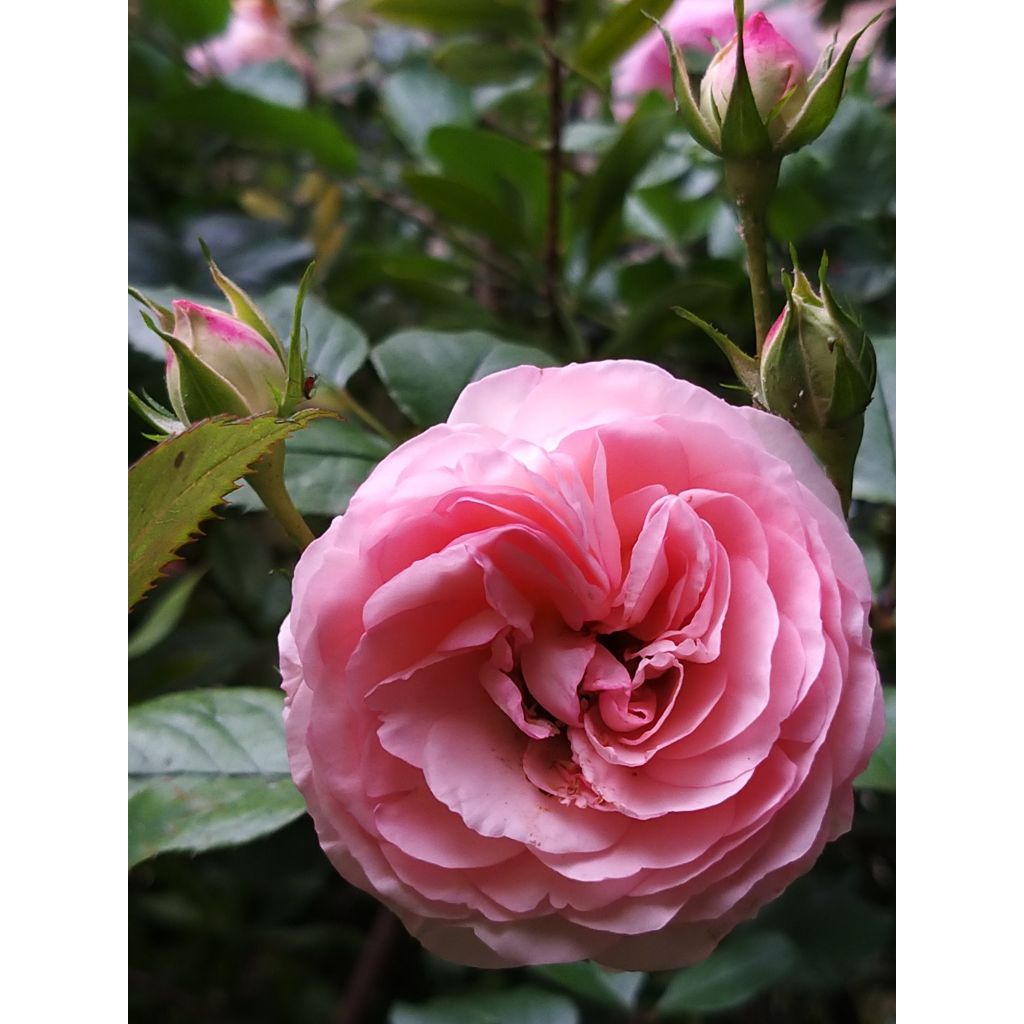 Rosa Mini Eden Rose - Kletterrose