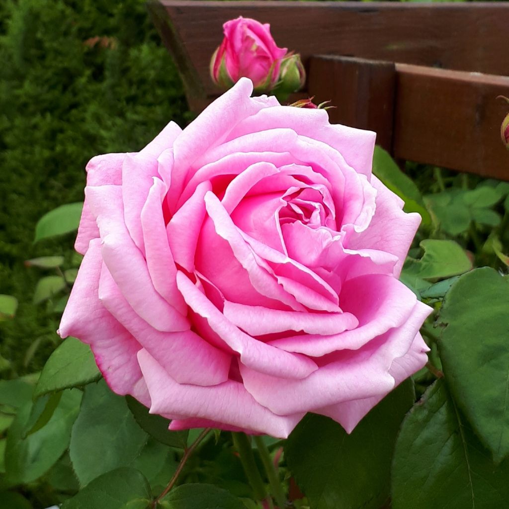 Rosa Mme Caroline Testout - Alte Kletterrose