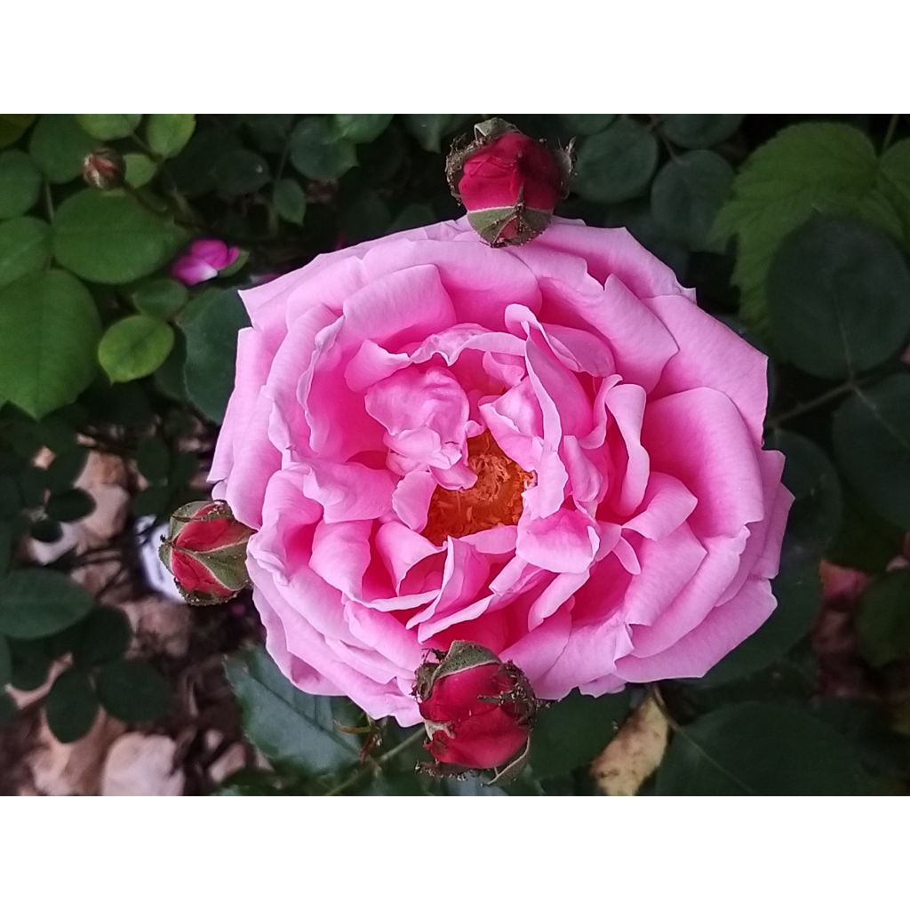 Rosa Mme Caroline Testout - Alte Kletterrose