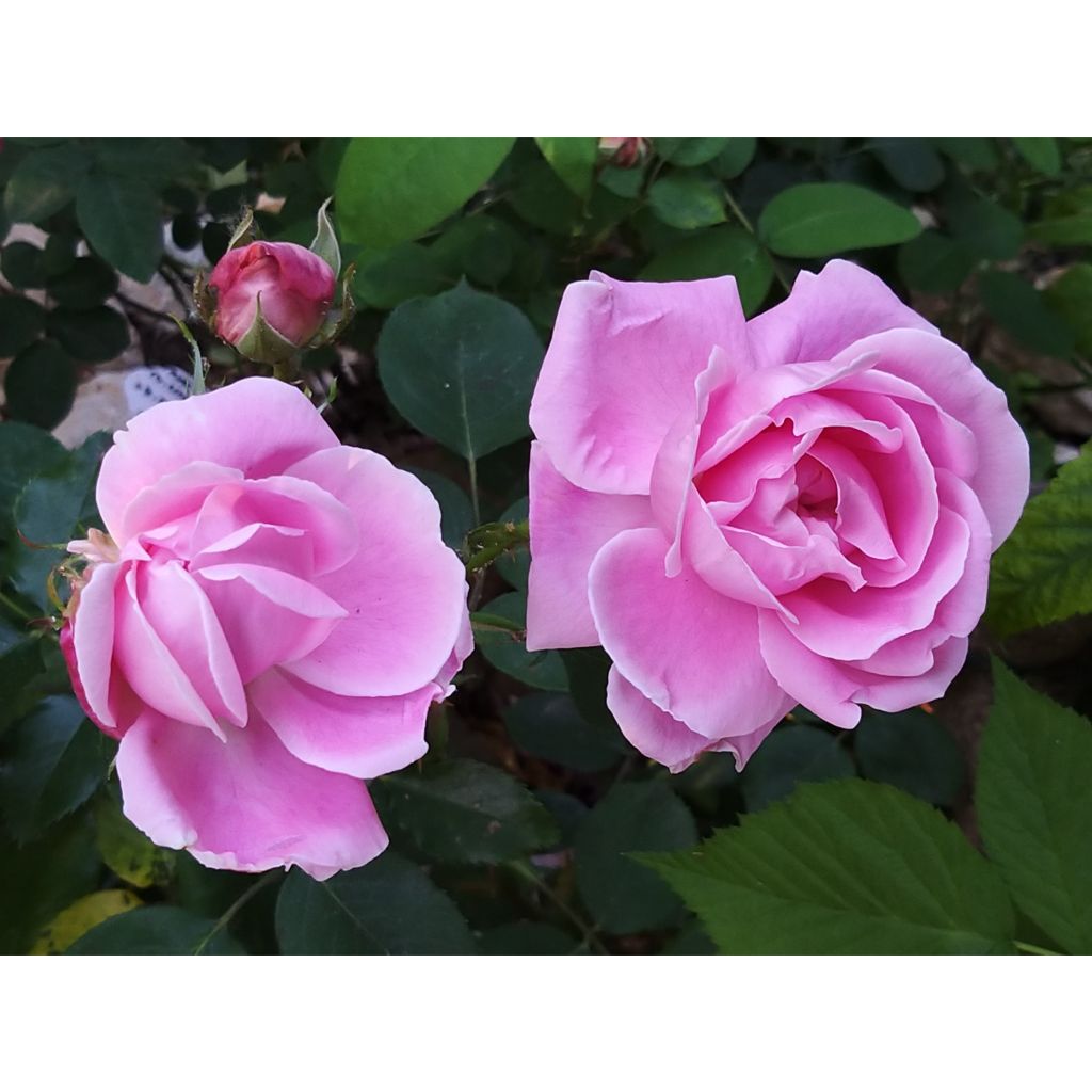 Rosa Mme Caroline Testout - Alte Kletterrose