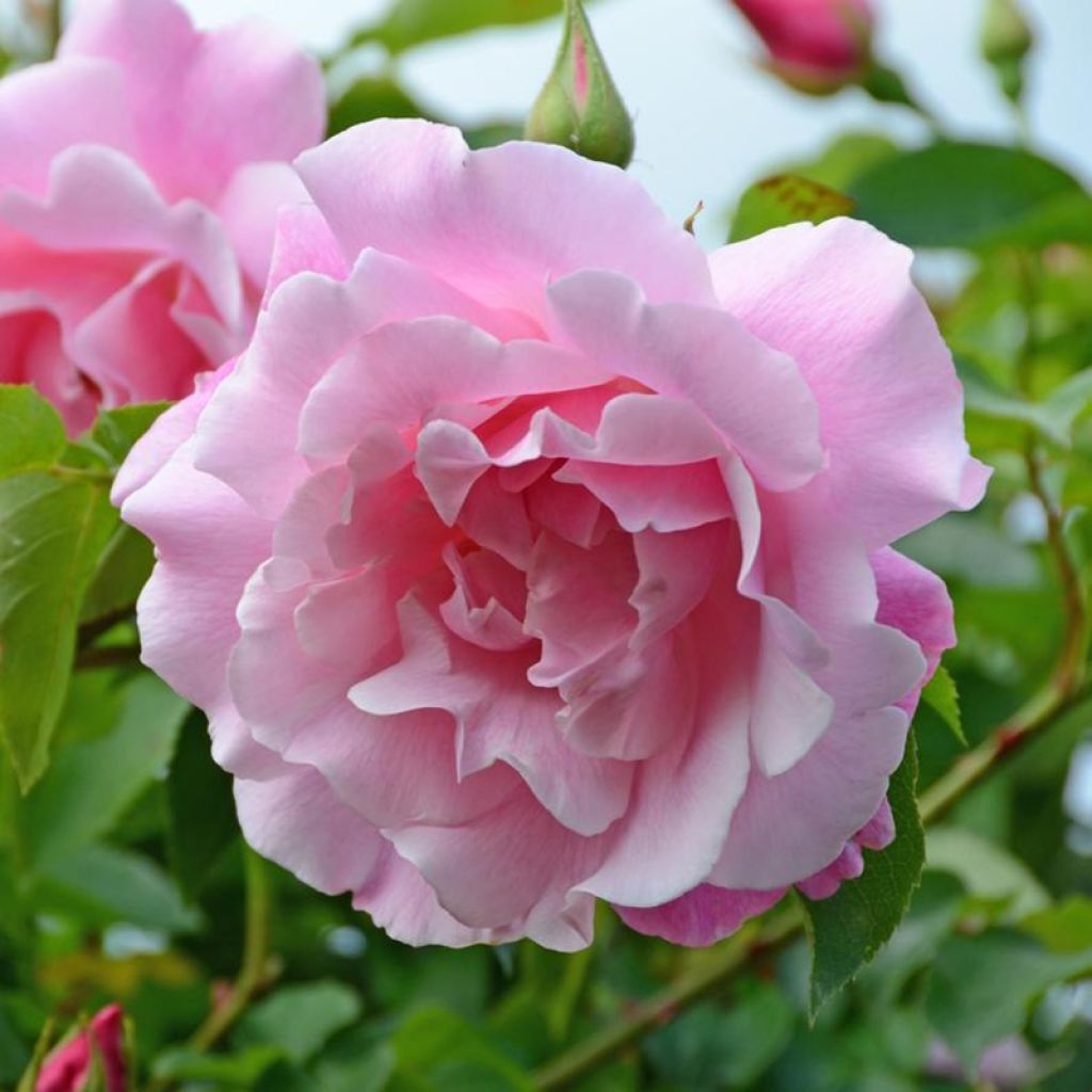 Rosa Mme Gregoire Staechelin - Alte Kletterrose