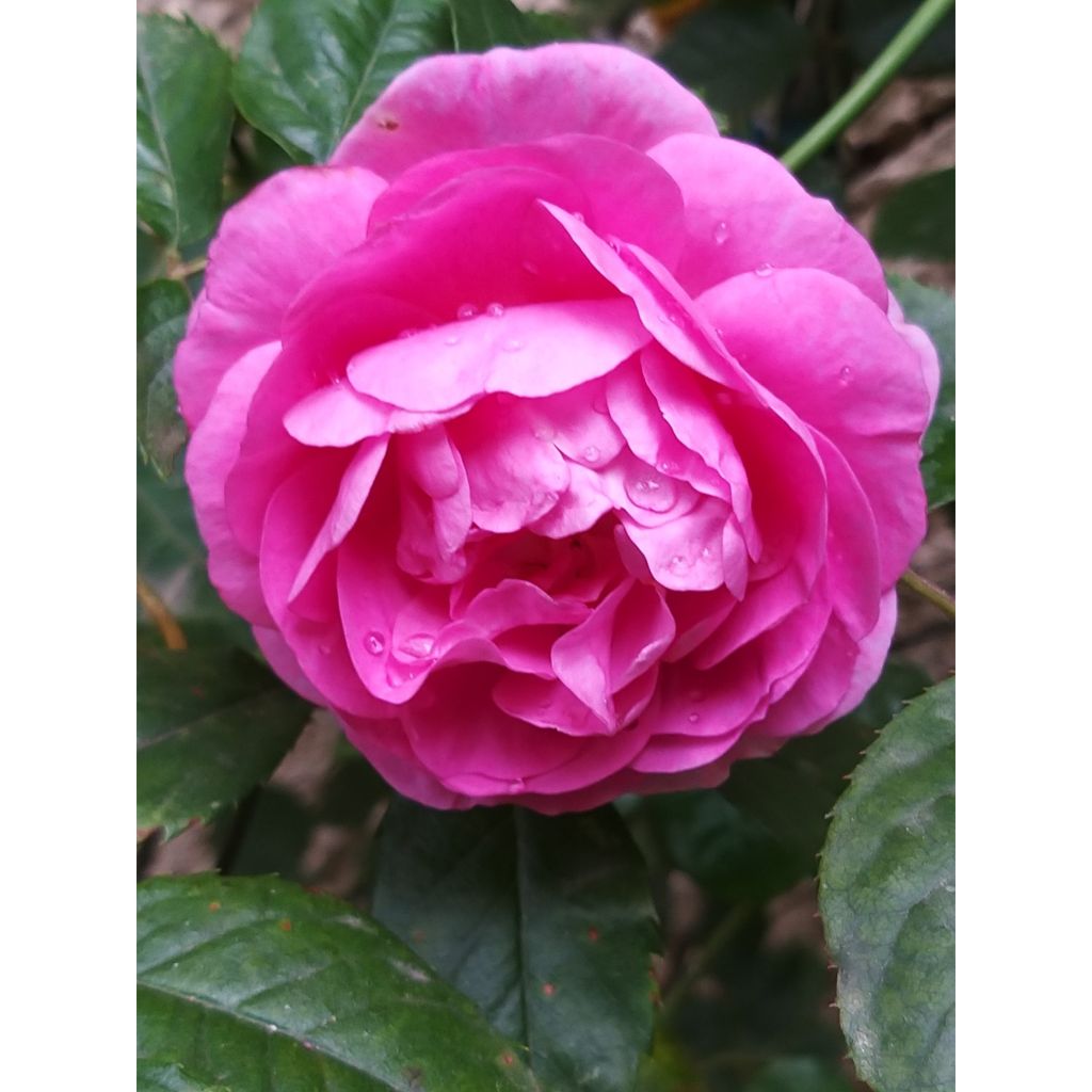 Rosa Ozeana - Kletterrose