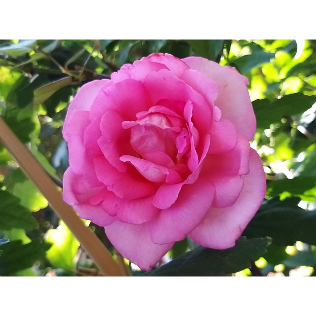 Rosa Parfum Royal - Edelrose