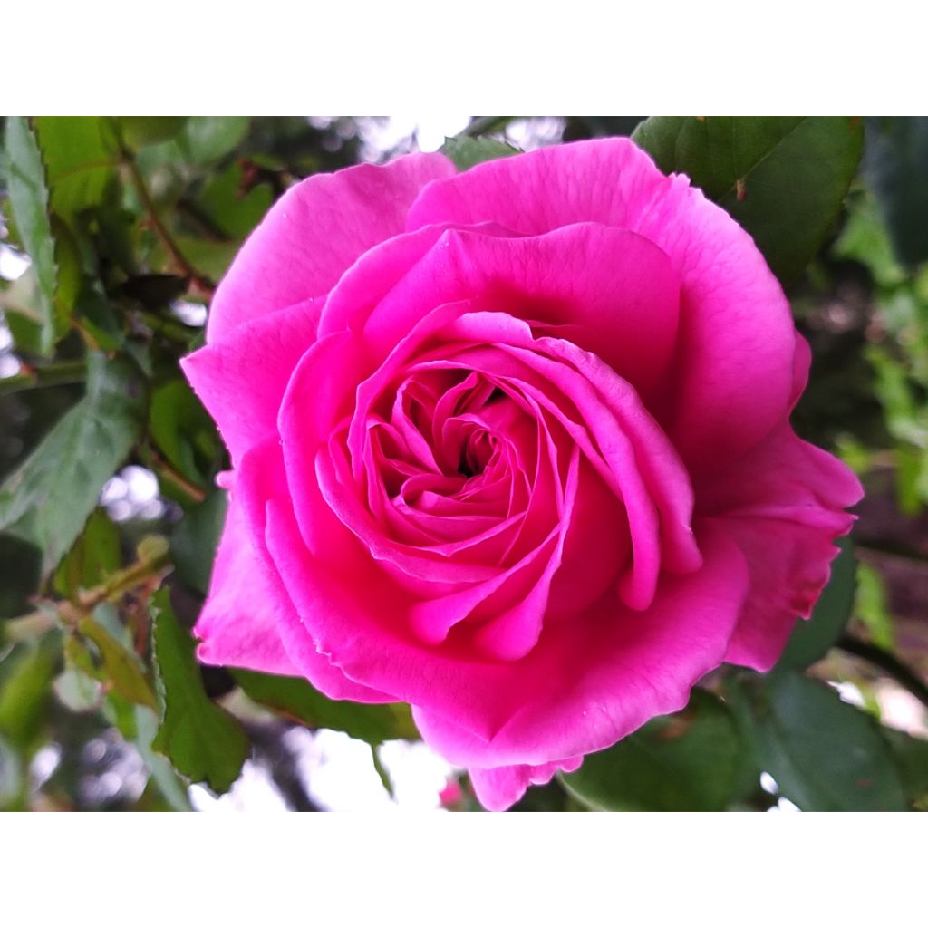 Rosa Parfum Royal - Edelrose