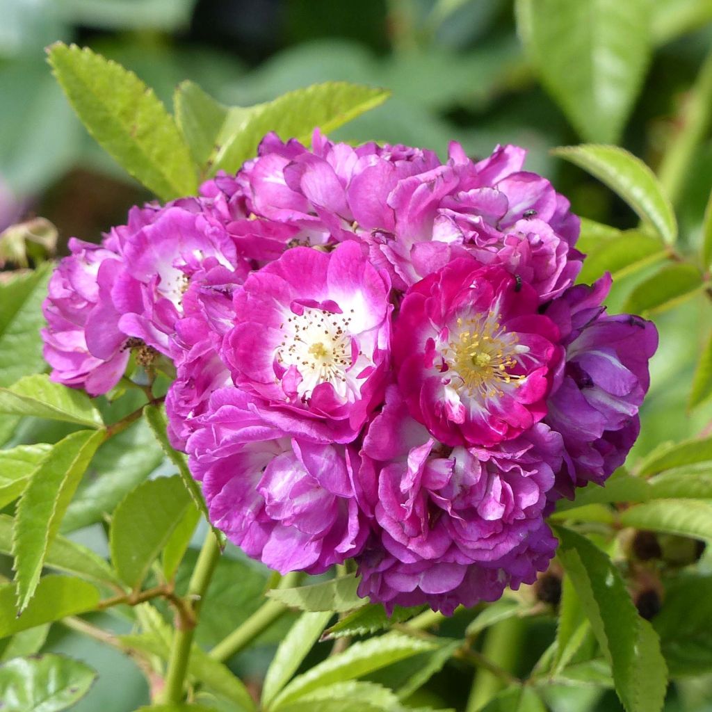 Rosa Perennial Blue - Kletterrose