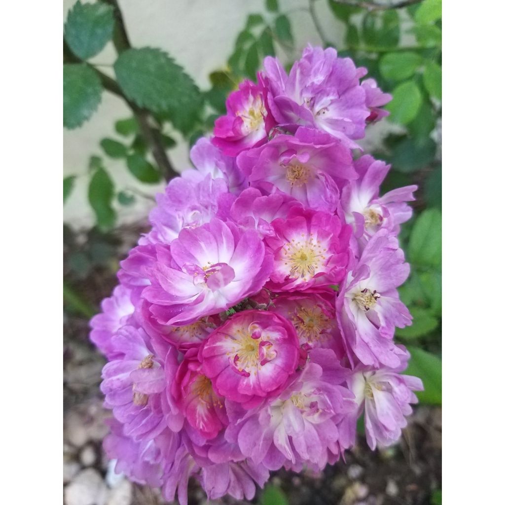 Rosa Perennial Blue - Kletterrose