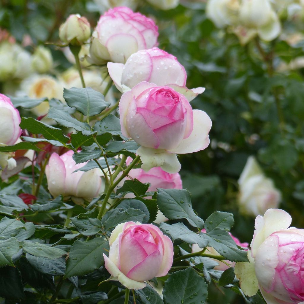 Rosa Pierre de Ronsard - Kletterrose