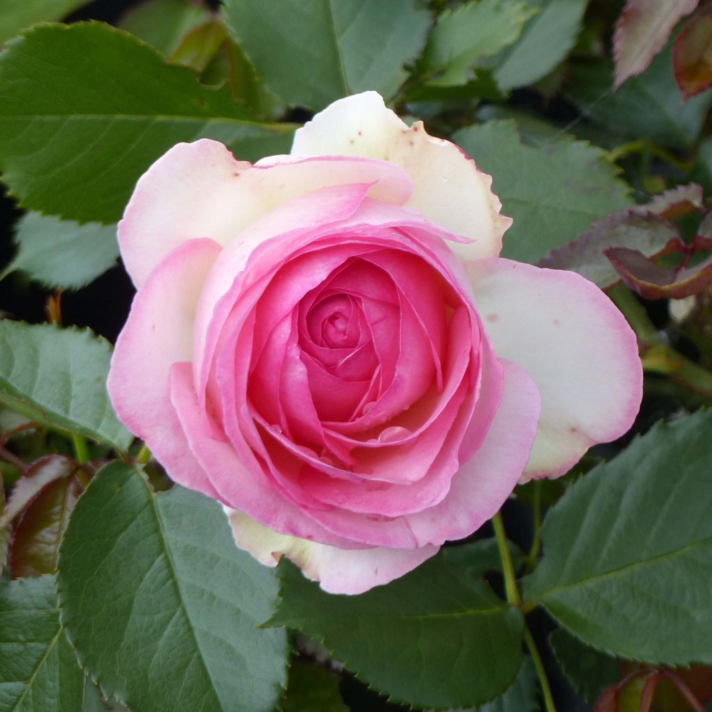 Rosa Pierre de Ronsard - Kletterrose