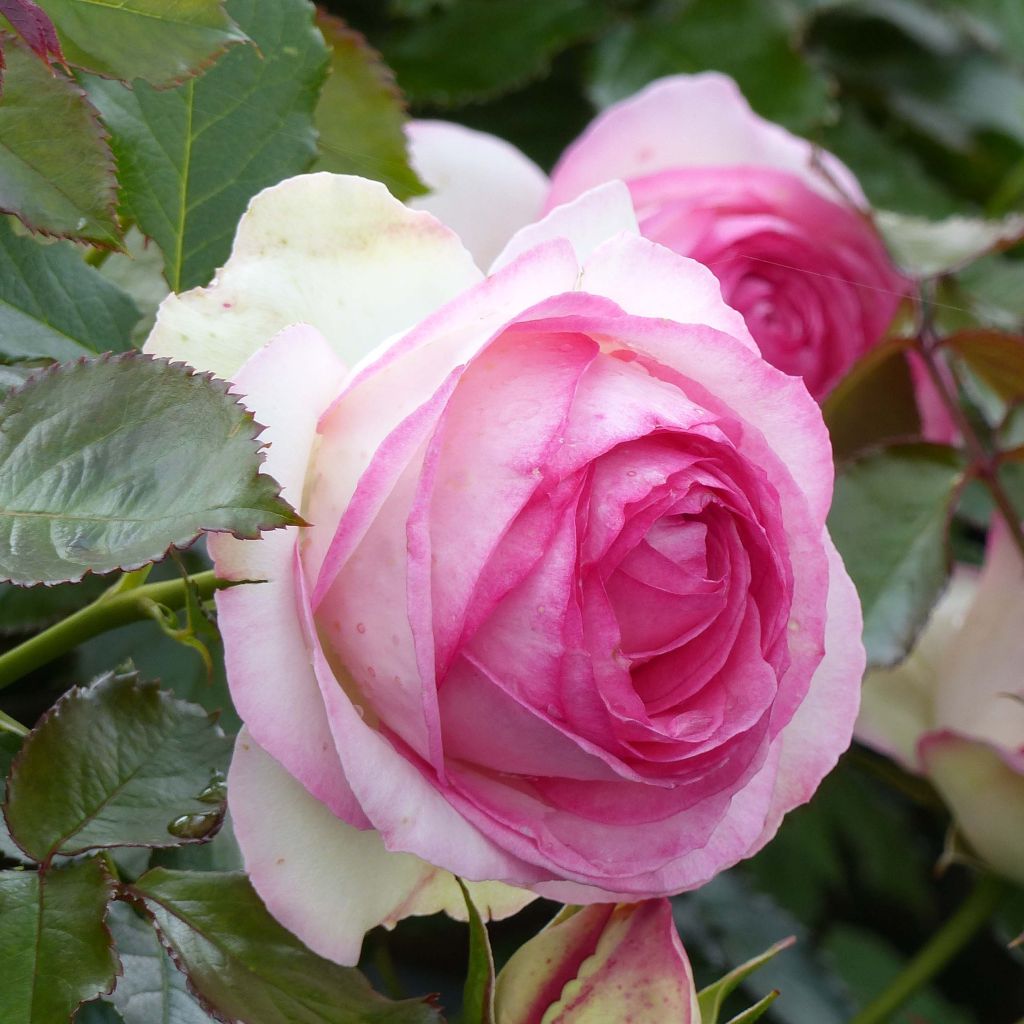 Rosa Pierre de Ronsard - Kletterrose