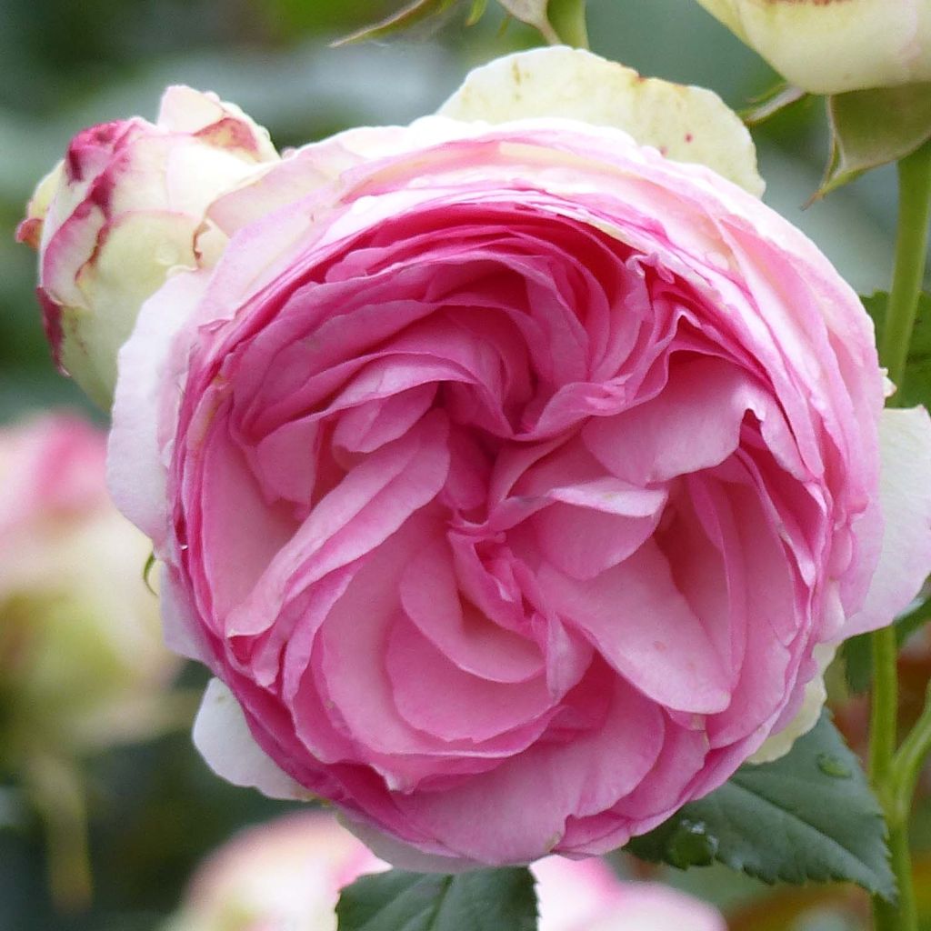 Rosa Pierre de Ronsard - Kletterrose